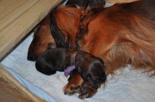 Jamniki d�ugow�ose